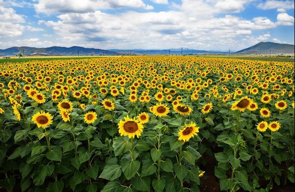 Sunstruck at Domokos plateau, Central Greece, where locals cultivate sunflowers that are used as biofuel.