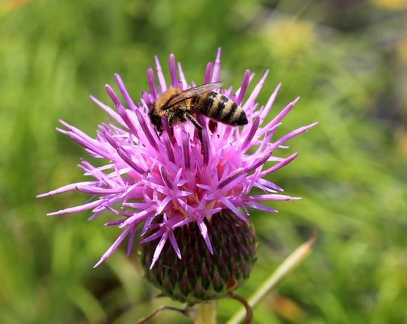 Spring 2012 in Kythira