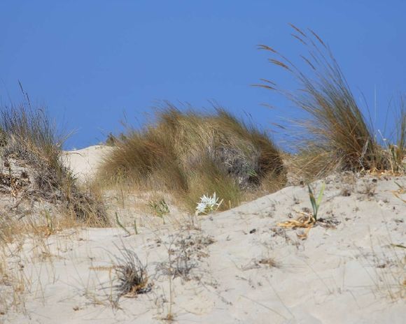 Sandy dunes - Elafonissi beach