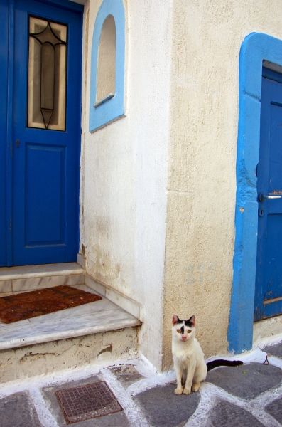 Cat in Paros