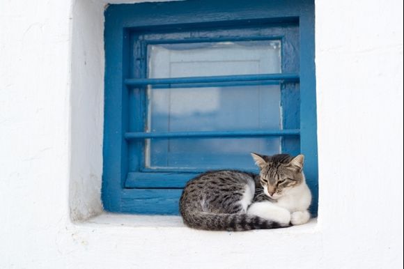 A cat in Mykonos Town