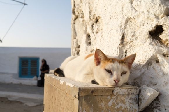 Cat in Mykonos Town