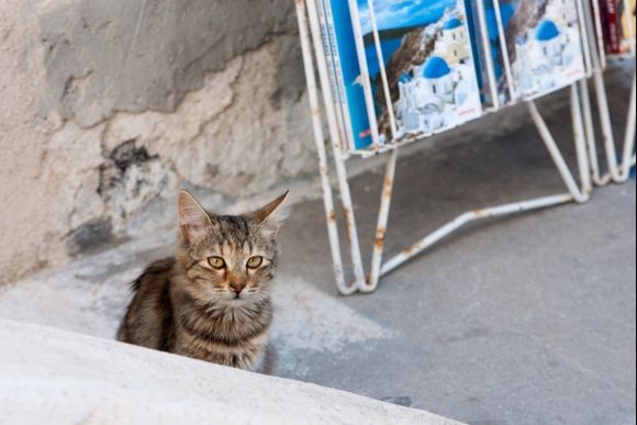 Pyrgos cat, Santorini
