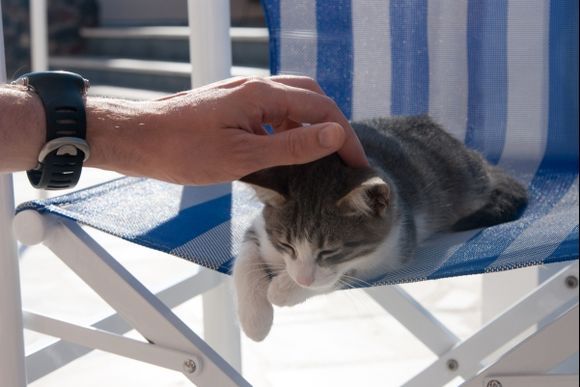 Santorini cat