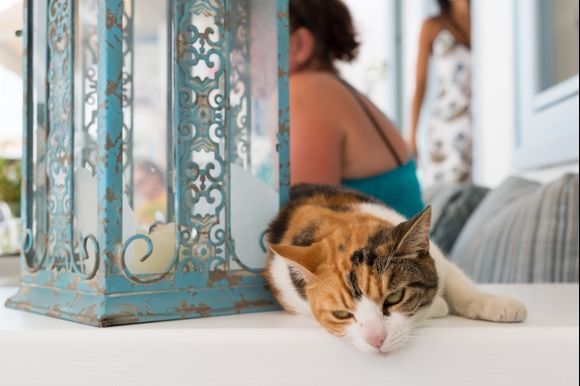 Cat in Mykonos Town