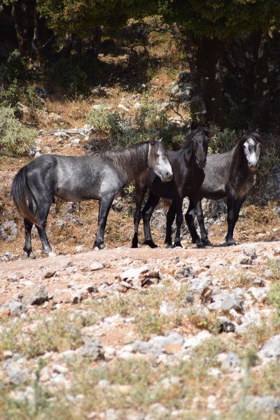 Wild horses of Mount Ainos