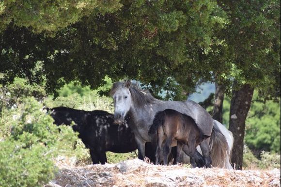 Wild horses of Mount Ainos