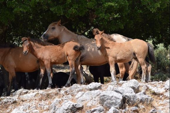 Wild horses of Mount Ainos