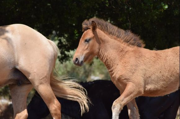 Wild horses of Mount Ainos