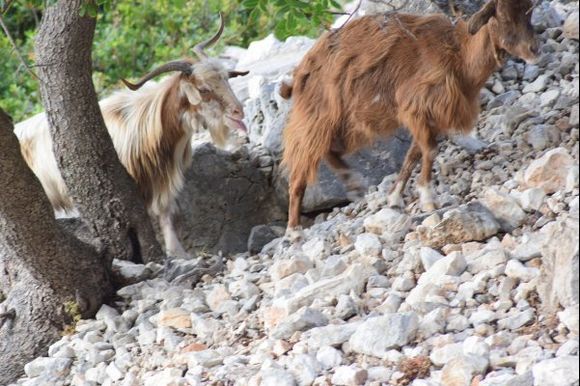 Myrtos goats