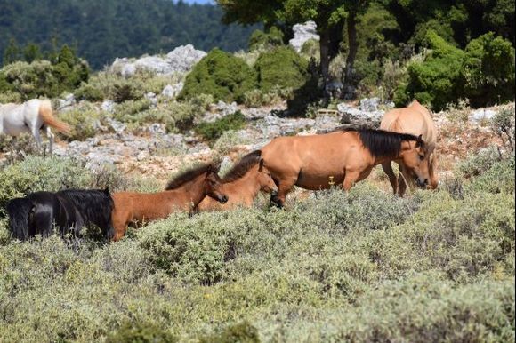 Wild horses of Mount Ainos