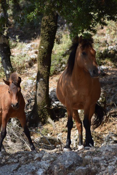 Wild horses of Mount Ainos