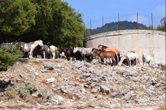 Wild horses of Mount Ainos