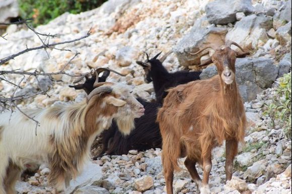 Myrtos goats