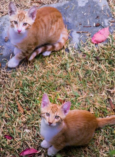 Greek ginger cats