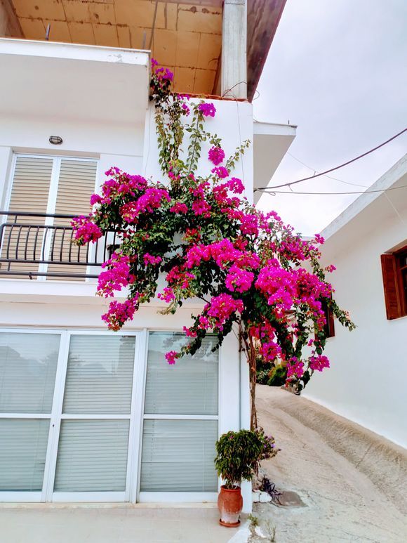 Evia, Edipsos - pink flowers