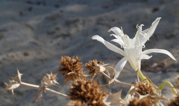 Beach flower