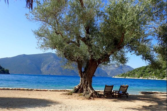 A beautiful olive tree on Dexia beach.