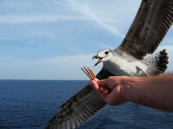 Feeding gull