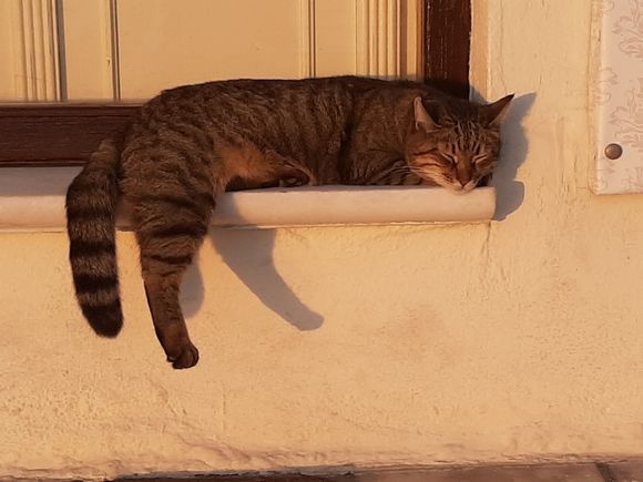 Cat sleeping on the windowsill