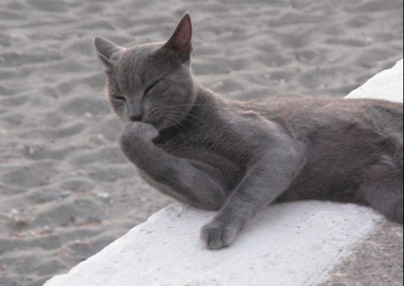 a grey cat