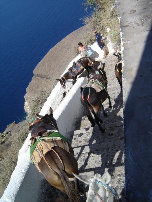 Donkey ride between small port of Fira Skala to Fira.