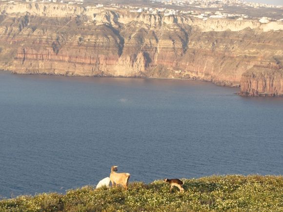 Goats cliff side