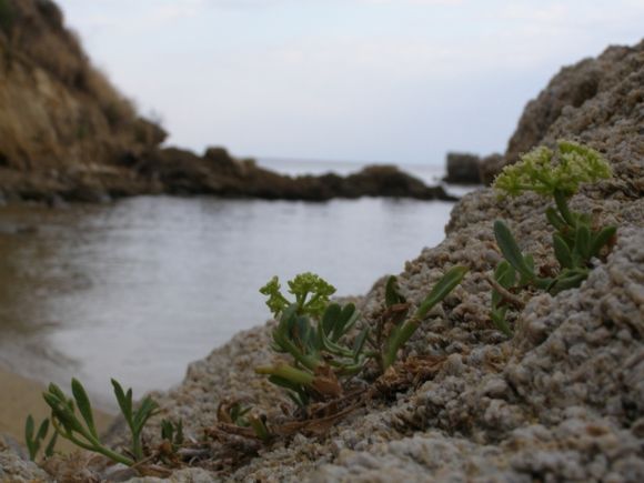 Diamandi beach-wild flowers on the rocks