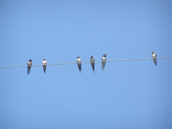 swallow gathering in Parga
