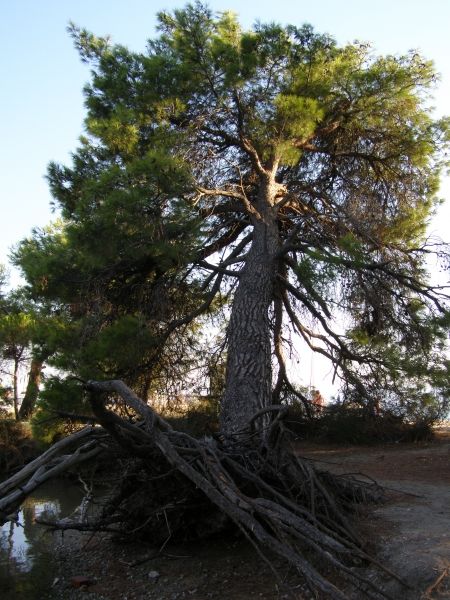 Koukounaries pine