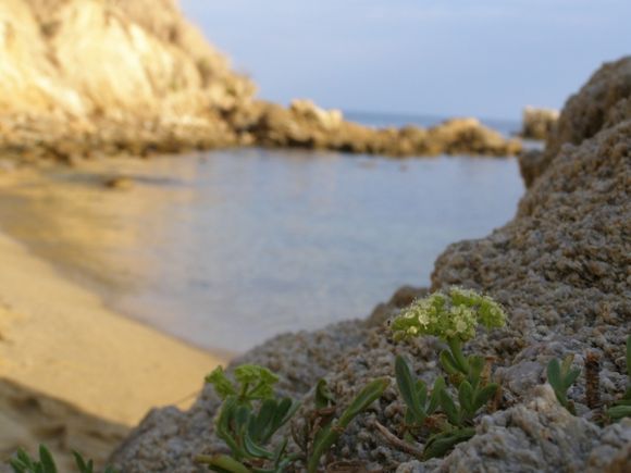 Diamandi beach-flowers on the rocks