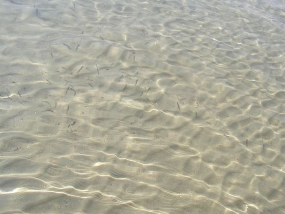 Koukounaries cristal clear water