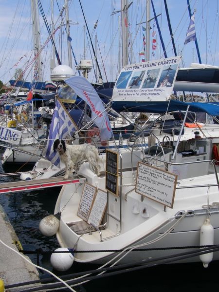 Skiathos sailing dog