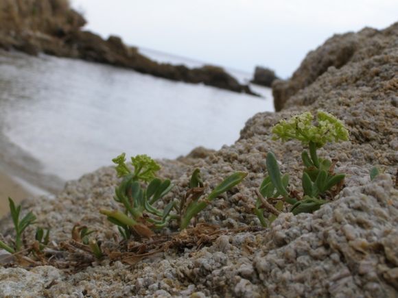 Diamandi beach-wild flowers on the rocks