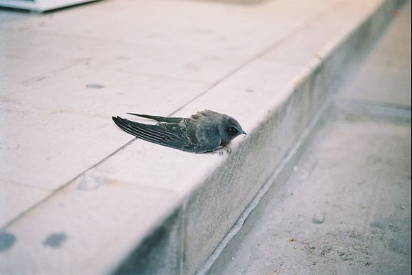 little bird in Corfu