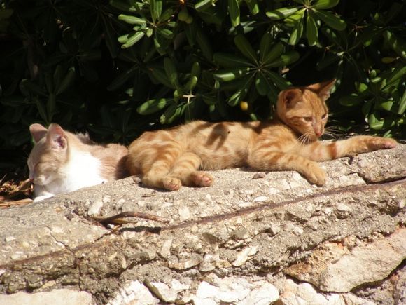 kittens sunbathing