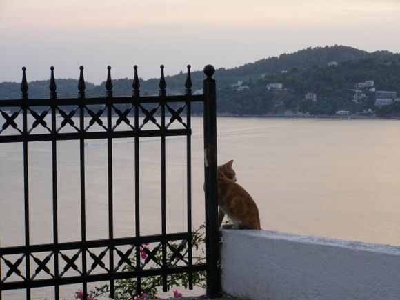 Skiathos cat enjoying the view