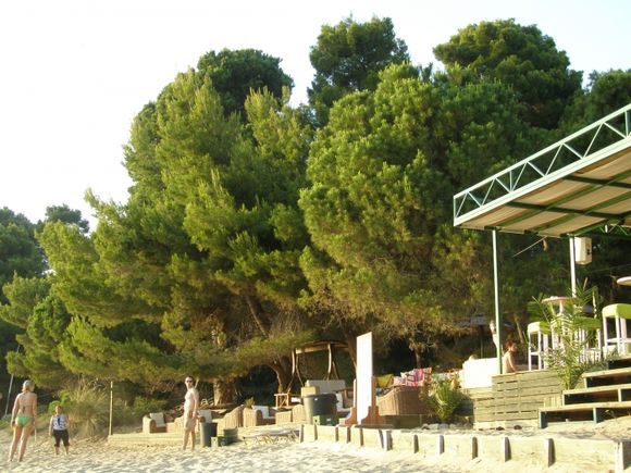beach bar in the shade of pine trees