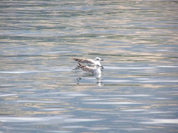 birds resting in Argostoli bay