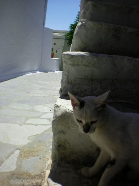 cat of Tinos...