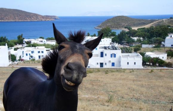 Smiley Donkey!