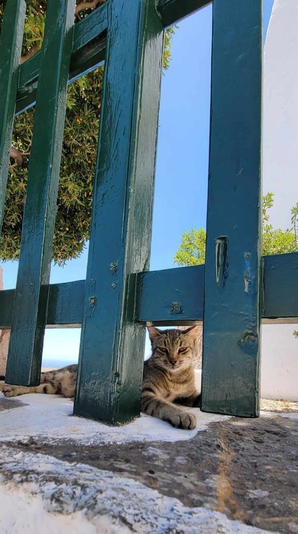 Greek cat 