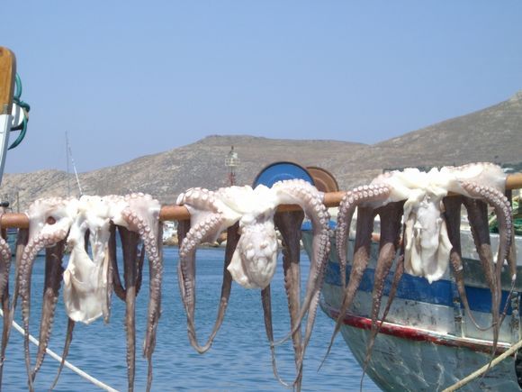 Paros, fishermans catch Naoussa harbour.