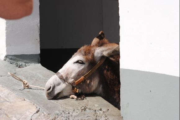 Lidos Donkey having time to relax! (Rhodes)