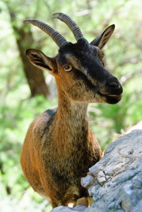 portrait of a goat in the Samaria Gorge.