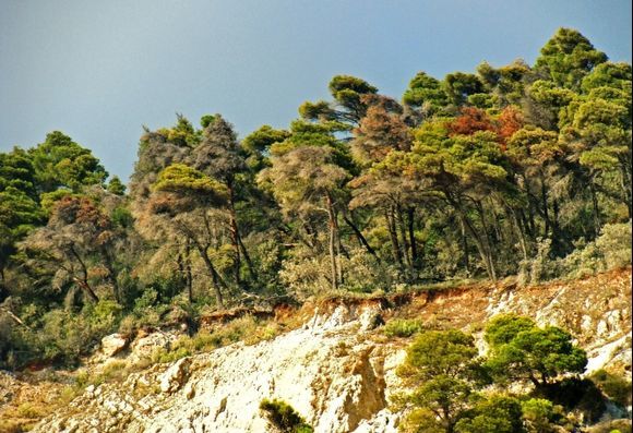 Still green surviving trees on sun-dry rocks above Pefkoulia beach (Lefkada)