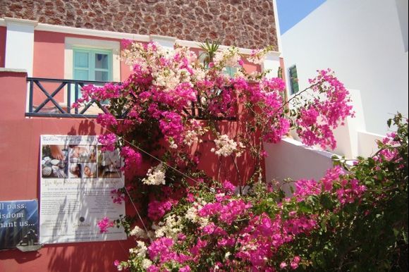 Thira / Santori. Flowres at the street.