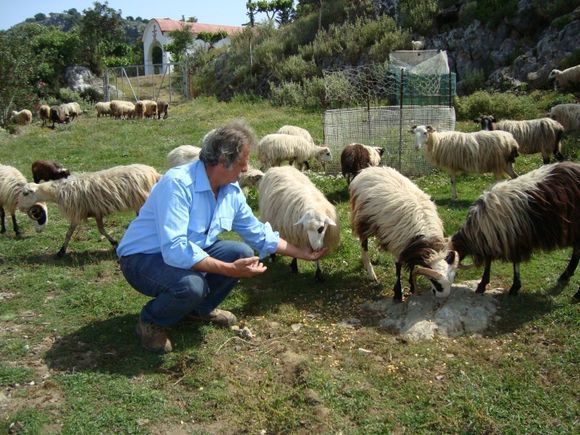 Sheep farmer in the mountings of Rethymno