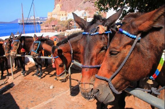 donkeys- Santorini