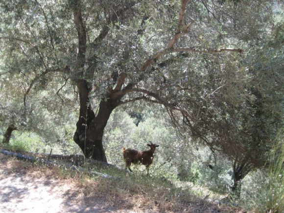 Paleohora Crete 2011